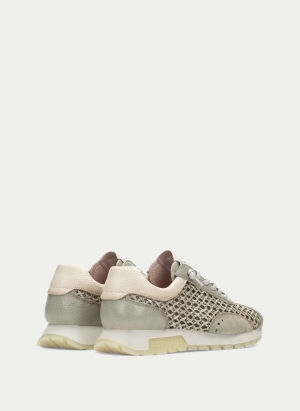 RHV264741 GREEN HISPANITAS